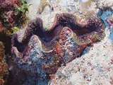 purple-plipped giant clam (Tridacna sp)