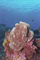 coral, pink algae and a deep blue sea