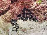 a gathering of sea snakes
