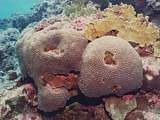 massive corals recovering (Platygyra lamellina)