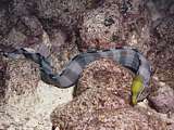 yellow-headed banded moray eel (Gymnothorax rueppelliae)