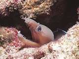 a bent-jaw moray eel (Enchelicore schismatorhynchus)