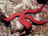 a fiery red serpent star (Leiaster speciosus)