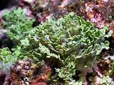 hardy, slow growing green seaweed (Halimeda sp.)