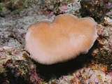 slipper coral (Fungia sp)