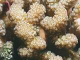 acropora coral species (Pocillopora verrucosa)