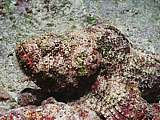 devil scorpionfish (Scorpaenopsis diabolus)