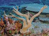 Acropora antler coral (Acropora grandis?)