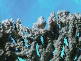 Acropora plate coral (Acropora hyancinthus)