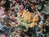 scorpion conch (Lambis chiragra chiragra)