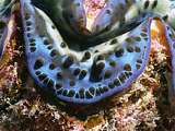 detail of giant clam's blue mantle