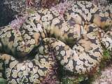 giant clam with coffee coloured mantle