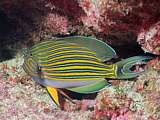 blue-striped sugeonfish (Acanthurus lineatus)