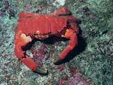 coral crab (Etisus splendidus)