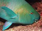 parrotfish (Scarus sp)