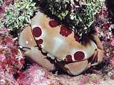 large spotted crab (Carpilius maculatus)