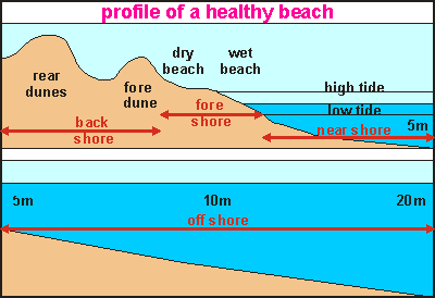 img: Features of a beach