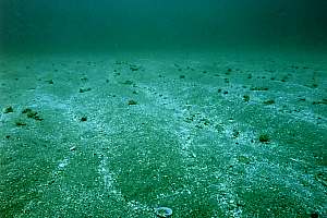 Detail of sea bottom at 30m depth