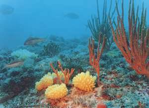Deep reef habitat with sponges and fish