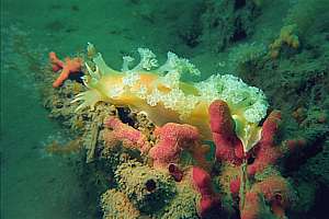 Tritonia seaslug on a soft coral