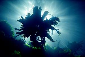 cathedral light radiating from a kelp