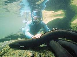 a diver befriends longfinned eels