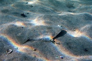f007802: sand flounder swimming