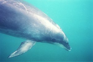 f011705: face of bottlenose dolphin