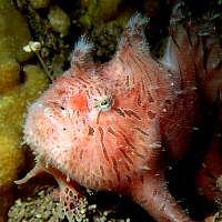 f021234: frontal view of frogfish