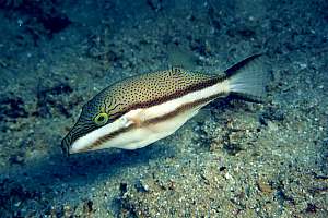 f024506: sharp-nosed pufferfish, Canthigaster callisternus