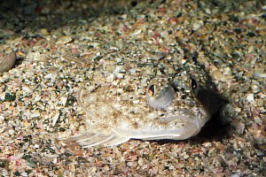 f024810: young flounder