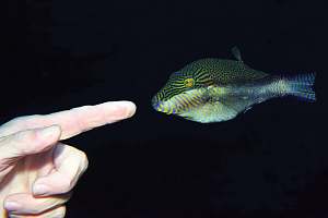 f029265: a sharpnosed pufferfish tasting a diver's finger