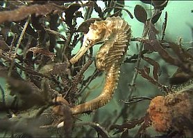f003900: a seahorse, hippocampus abdominalis in seaweed