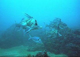 f006124: A peer group of young giant boarfish