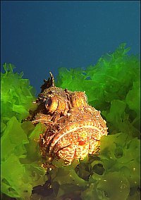 f020736: Red scorpion fish in sea lettuce