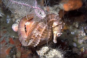 f021623: a tiny male seahorse