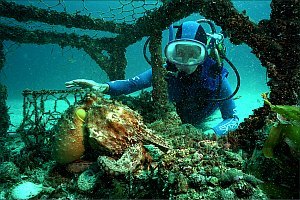 f022826: Large sand octopus inside cray pot