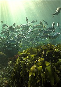 f023304: A mixed school of blue maomao and trevally above strap weed