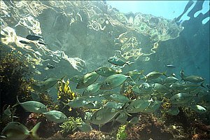 f023737: A group of young trevally resting in Nursery Cove