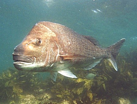 snapper fish