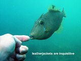 leatherjackets