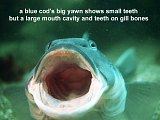 blue cod