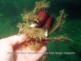 Peron's seaweed crab