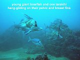 giant boarfish