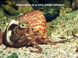 robsonella octopus