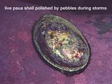 paua shell