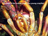 crayfish mouth