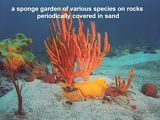 deep reef sponges