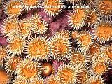 Actinothoe anemones