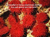 horse anemones (Actinia)
